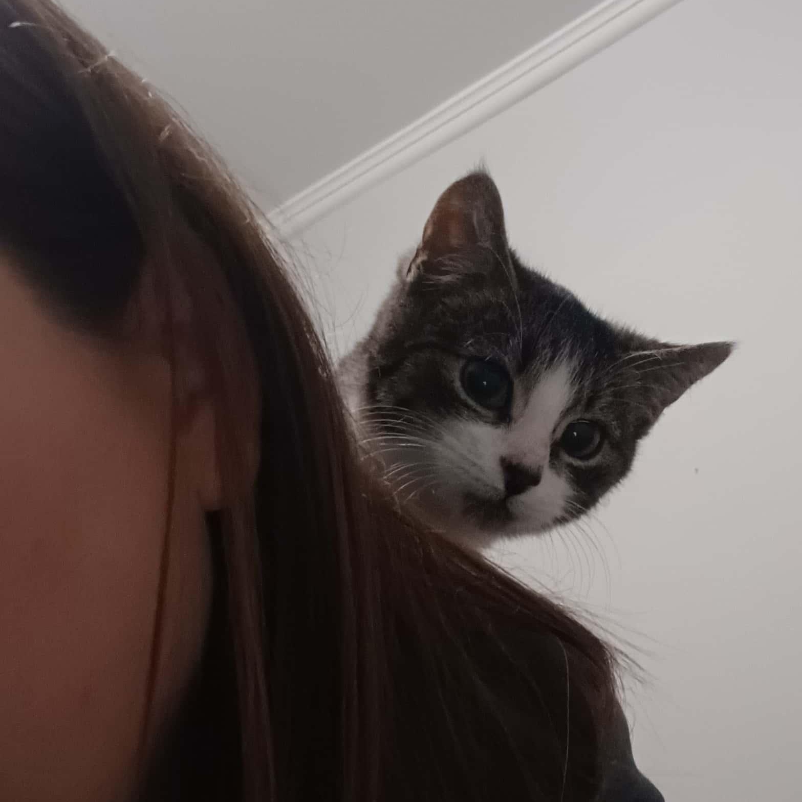 Gary, (m) 4mths old Tabby &white, a Adoptable Domestic Short Hair in Ottawa, ON image 4/6