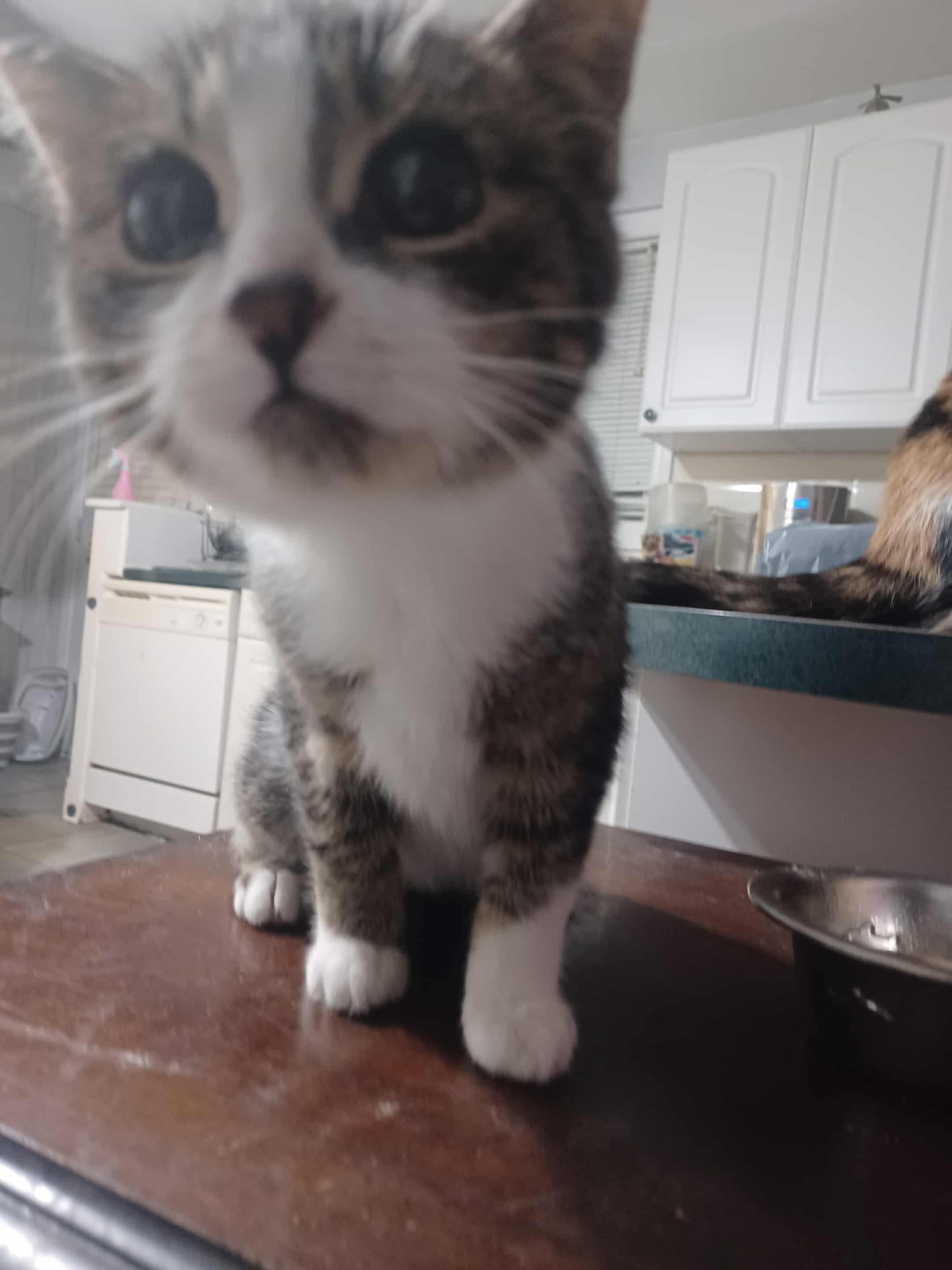 Gary, (m) 4mths old Tabby &white, a Adoptable Domestic Short Hair in Ottawa, ON image 5/6