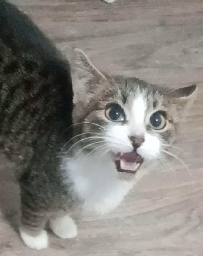 Gary, (m) 4mths old Tabby &white, a Adoptable Domestic Short Hair in Ottawa, ON image 3/6