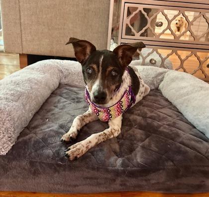 Gam Gam, Adoptable, Senior Female Parson Russell Terrier & Mixed Breed.