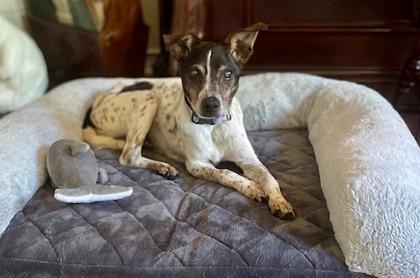 Gam Gam, a Adoptable mixed breed in Cumming, GA image 1/3