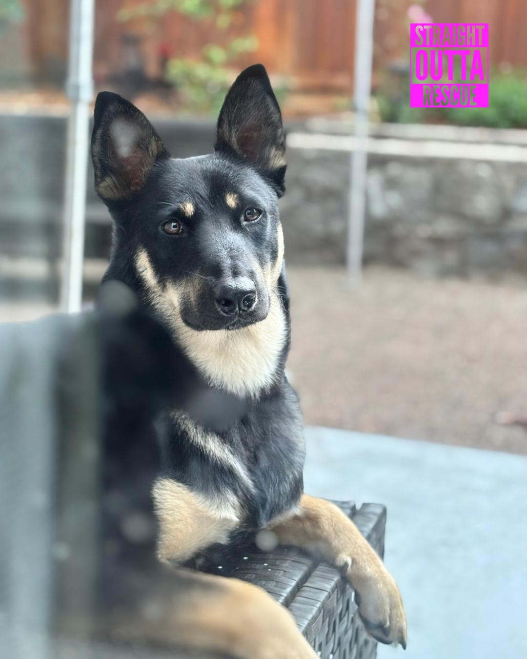 Pebbles - New Photos* - Foster, Adopt, or Foster to Adopt