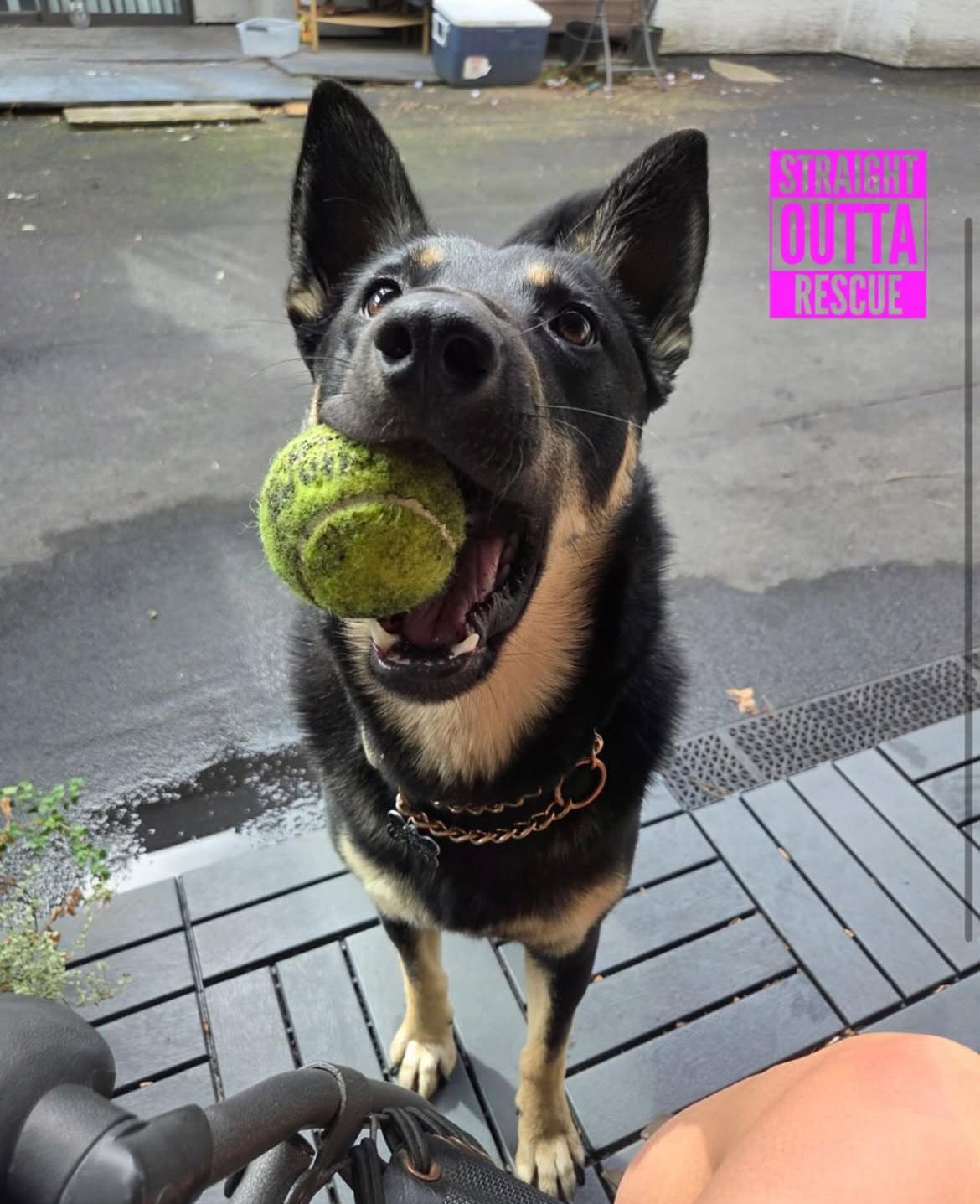 Pebbles - New Bio and Photos* - Foster, Adopt, or Foster to Adopt, an adoptable German Shepherd Dog in Vancouver, BC, V6K 1P8 | Photo Image 2