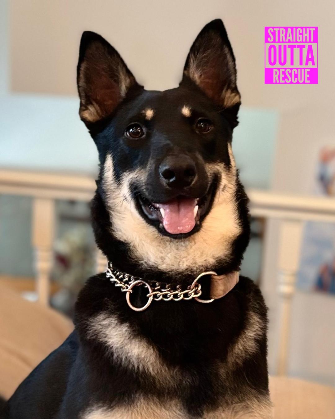 Pebbles - New Bio and Photos* - Foster, Adopt, or Foster to Adopt, an adoptable German Shepherd Dog in Vancouver, BC, V6K 1P8 | Photo Image 4