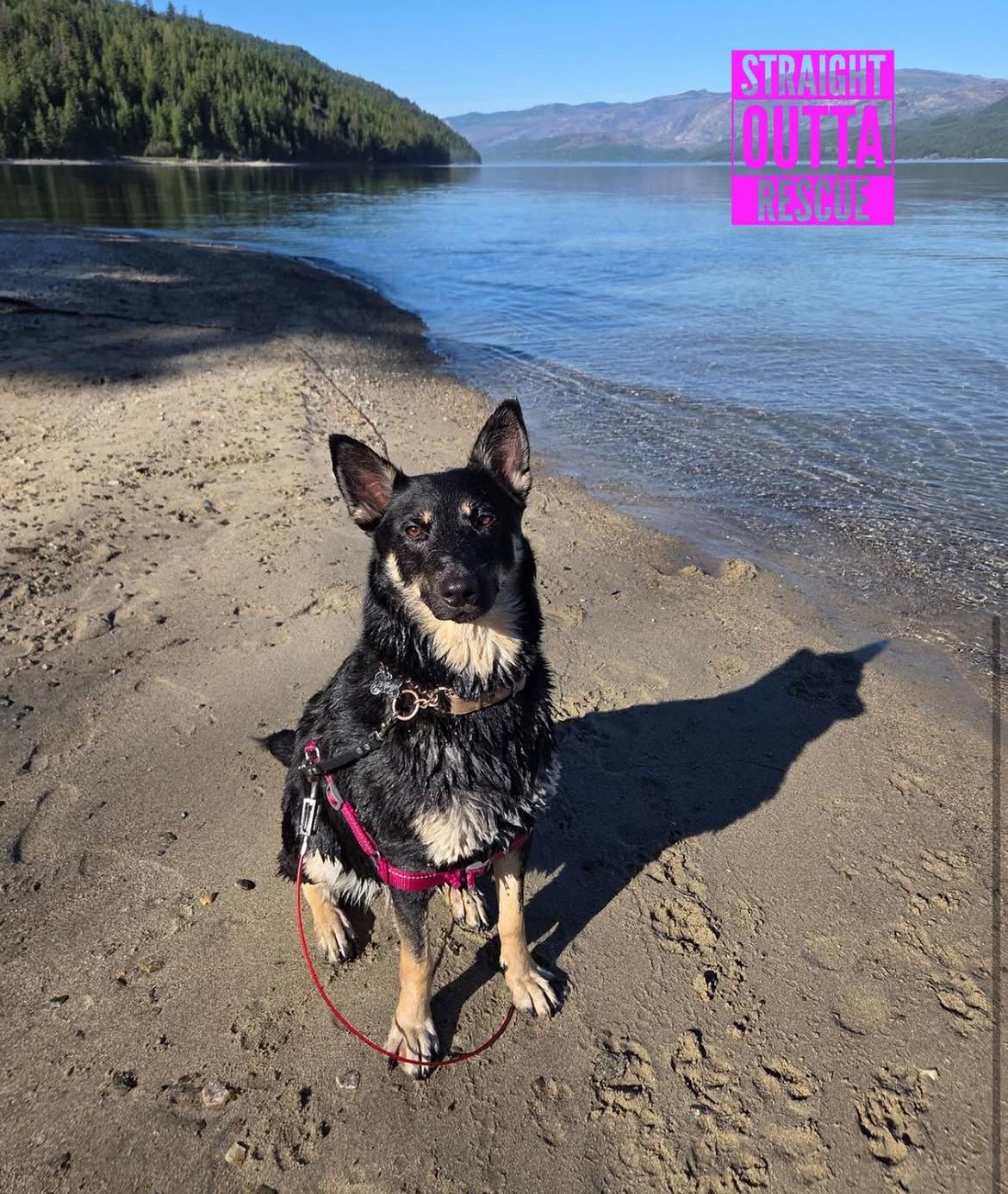 Pebbles - New Bio and Photos* - Foster, Adopt, or Foster to Adopt, an adoptable German Shepherd Dog in Vancouver, BC, V6K 1P8 | Photo Image 3