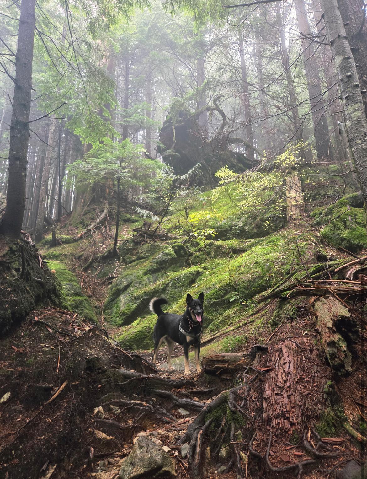 Pebbles - New Bio and Photos* - Foster, Adopt, or Foster to Adopt, an adoptable German Shepherd Dog in Vancouver, BC, V6K 1P8 | Photo Image 6