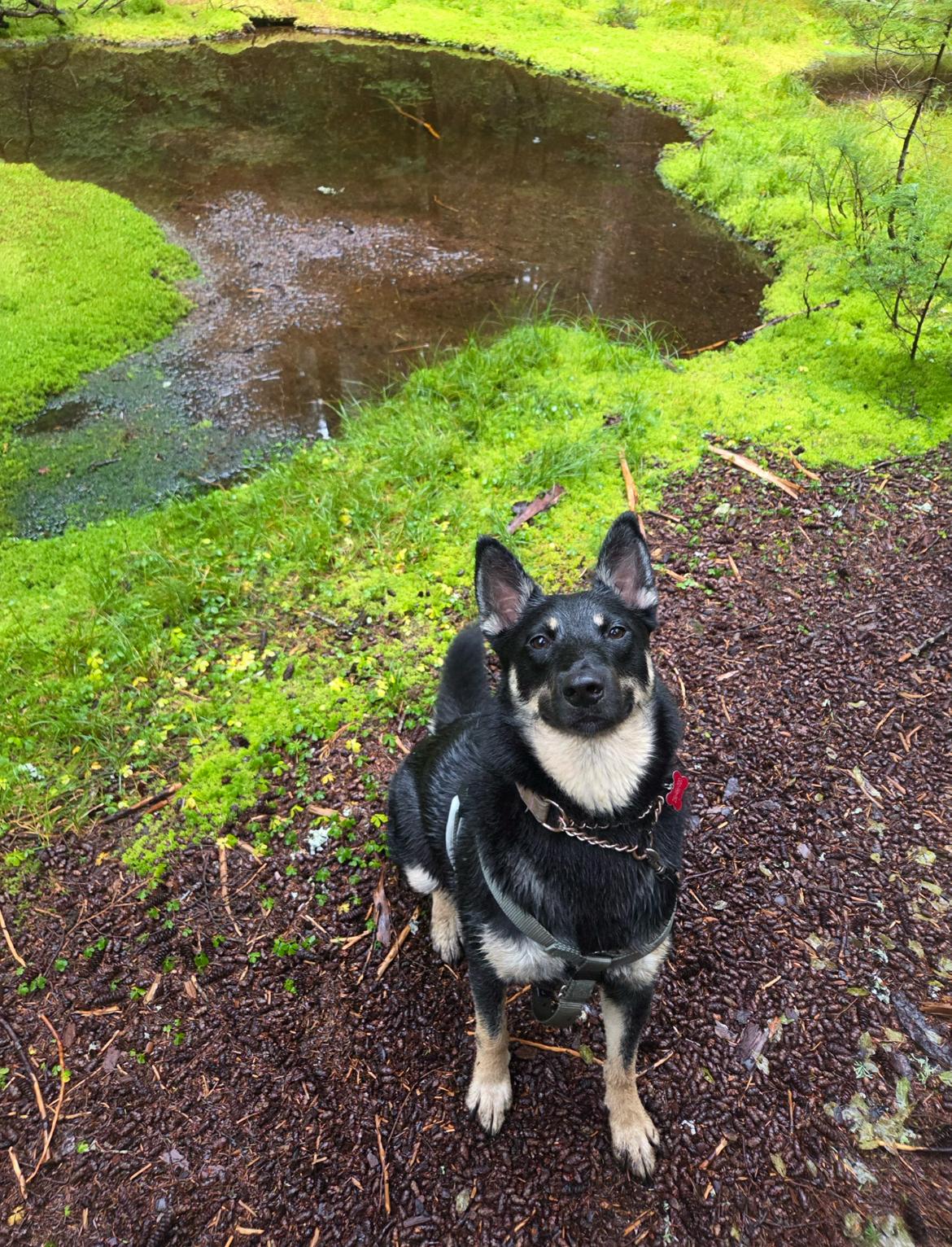 Pebbles - New Bio and Photos* - Foster, Adopt, or Foster to Adopt, an adoptable German Shepherd Dog in Vancouver, BC, V6K 1P8 | Photo Image 1