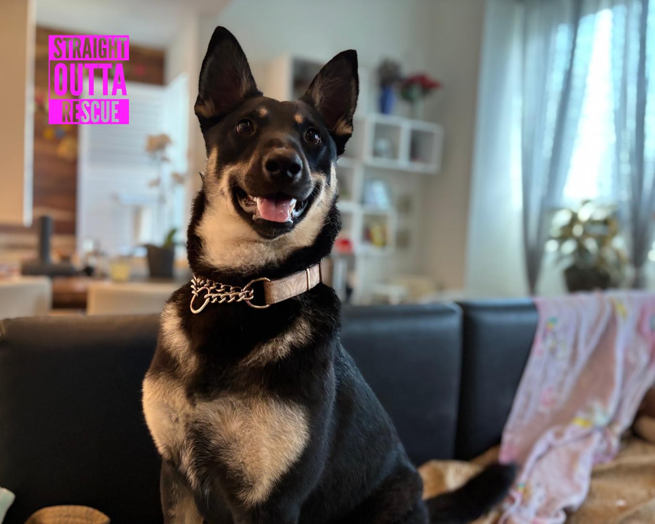 Pebbles - New Bio and Photos* - Foster, Adopt, or Foster to Adopt, an adoptable German Shepherd Dog in Vancouver, BC, V6K 1P8 | Photo Image 5