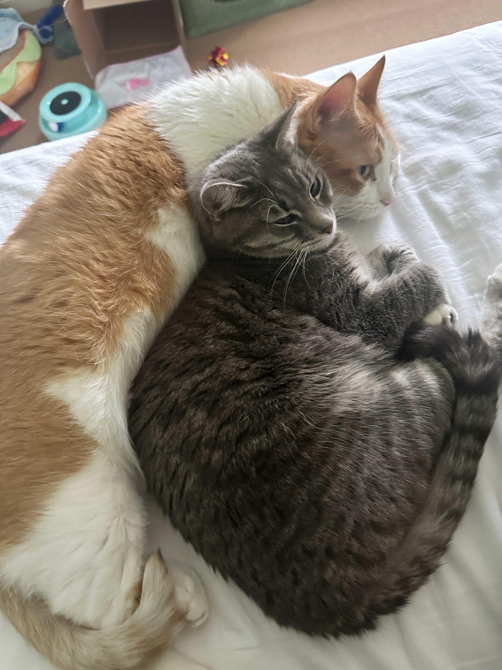 Lexus and Mello, an adoptable Domestic Short Hair in Calgary, AB, T2E 3Z7 | Photo Image 2