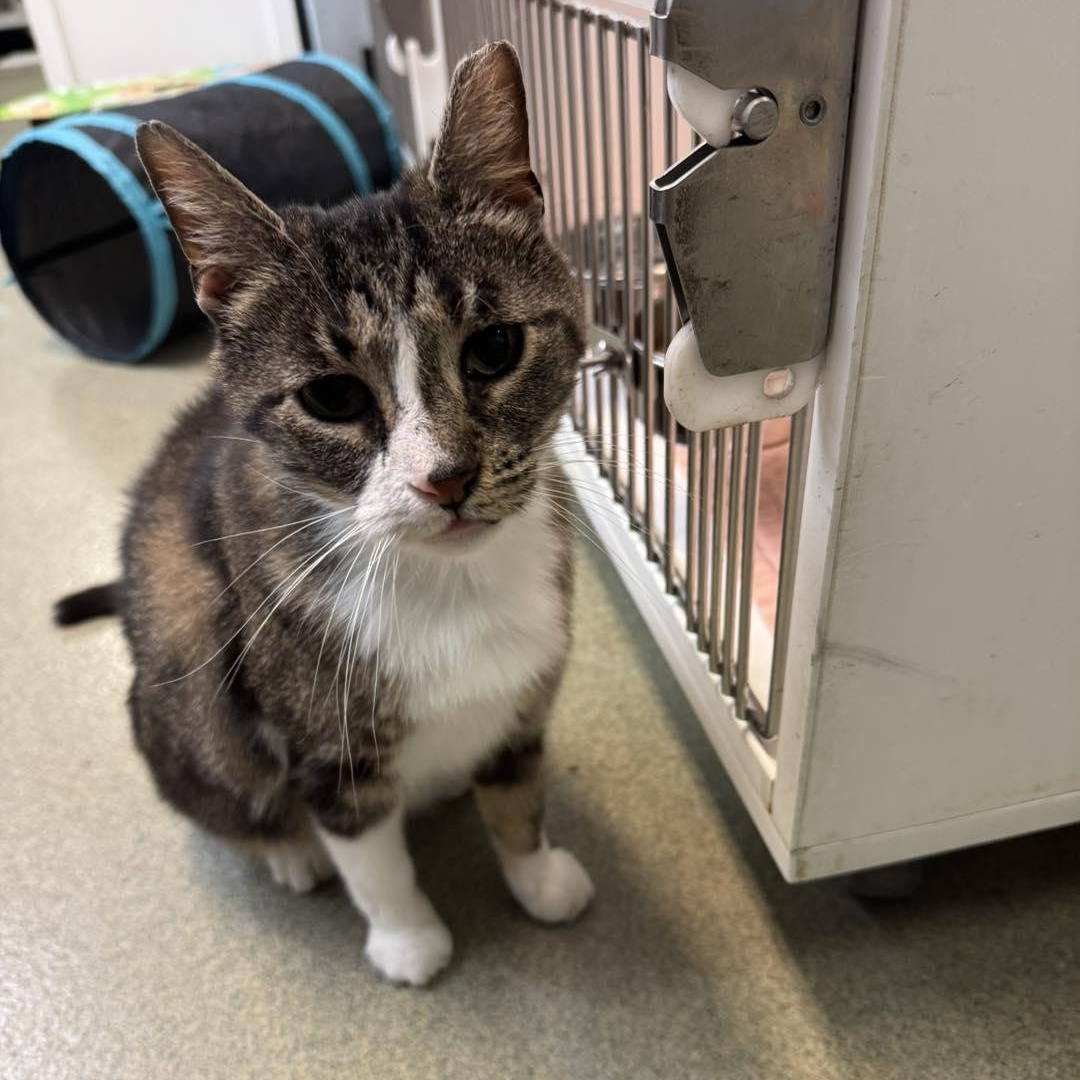 Enlarge Lady Bug, an adopted Domestic Short Hair in Bloomfield, NJ image 2/2