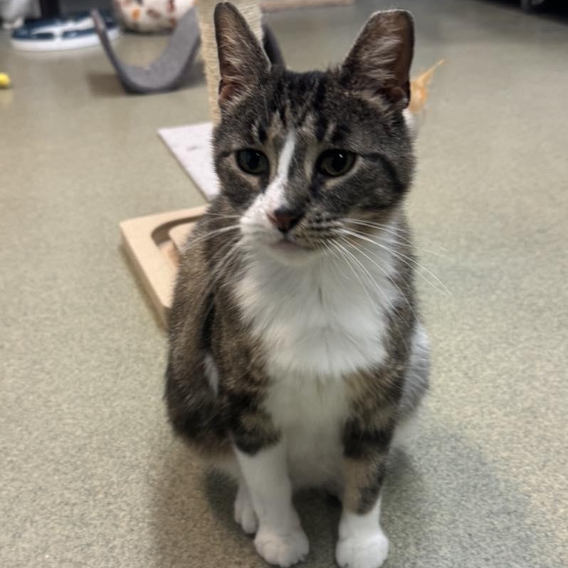 Lady Bug, adopted, Adult Female Domestic Short Hair.