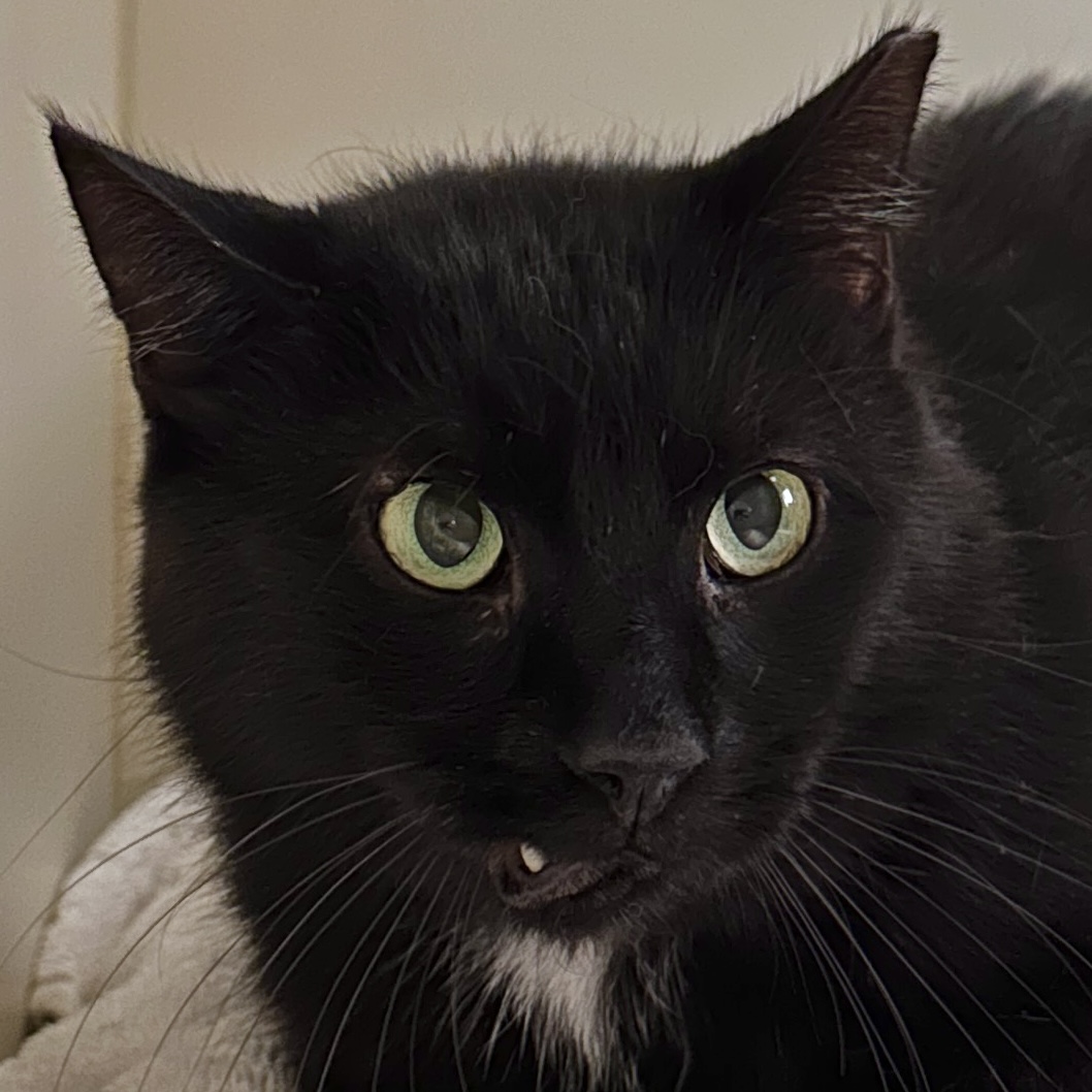 Pennyworth, a Adoptable Domestic Short Hair in Victor, NY image 3/4