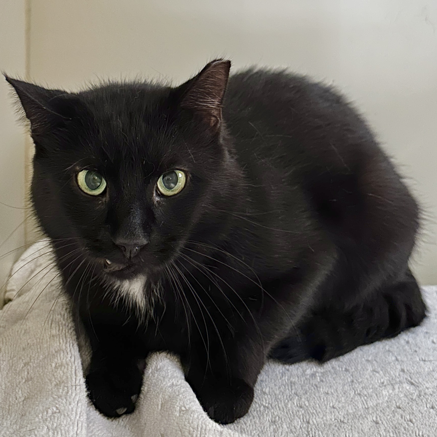 Pennyworth, a Adoptable Domestic Short Hair in Victor, NY image 4/4