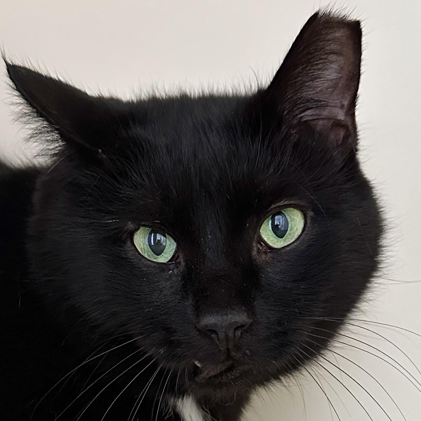 Pennyworth, Adoptable, Adult Male Domestic Short Hair.