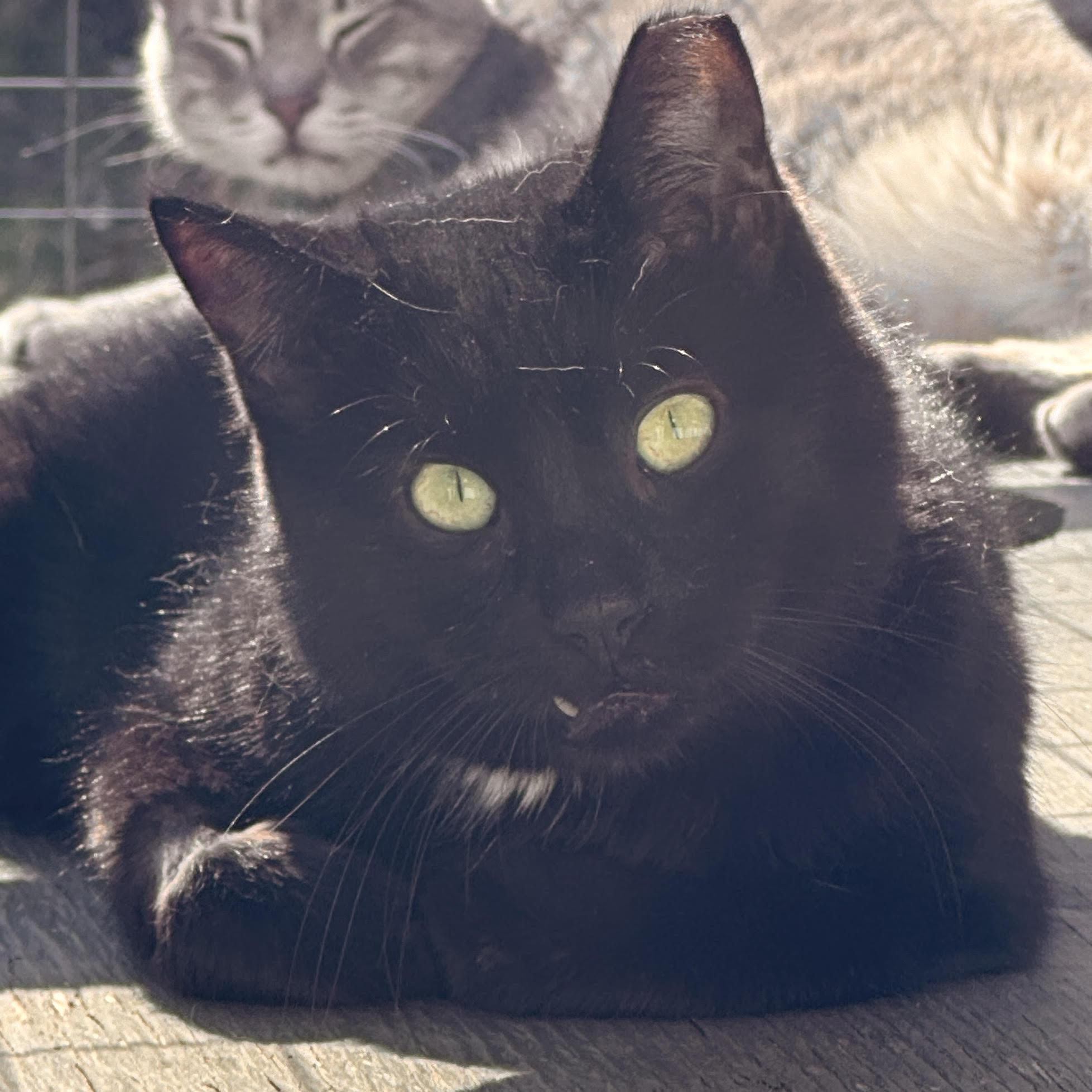 Pennyworth, a Adoptable Domestic Short Hair in Victor, NY image 2/4