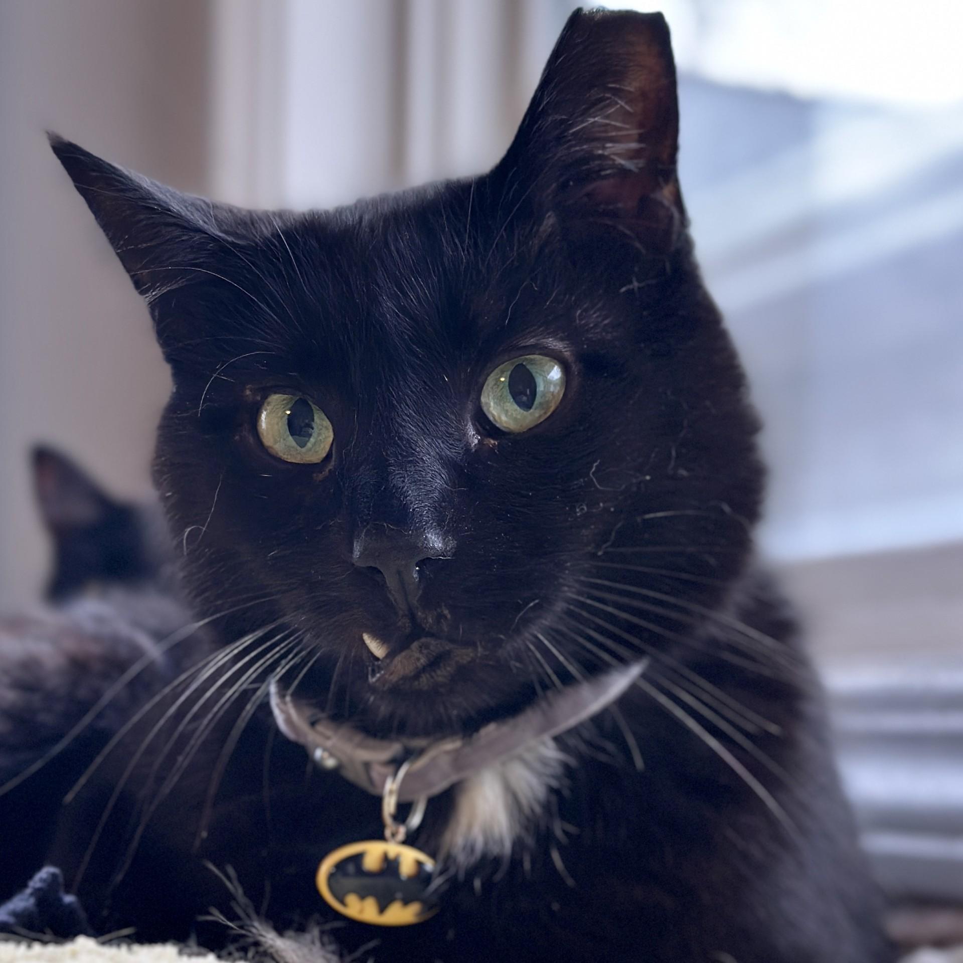 Pennyworth, Adoptable, Adult Male Domestic Short Hair.