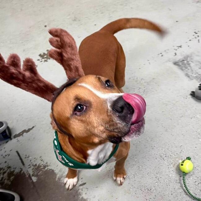 Turkey, a Adoptable mixed breed in Turlock, CA image 1/6