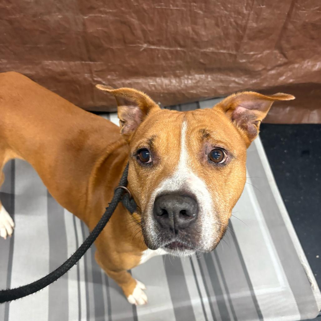 Turkey, Adoptable, Adult Male Pit Bull Terrier & Mixed Breed.