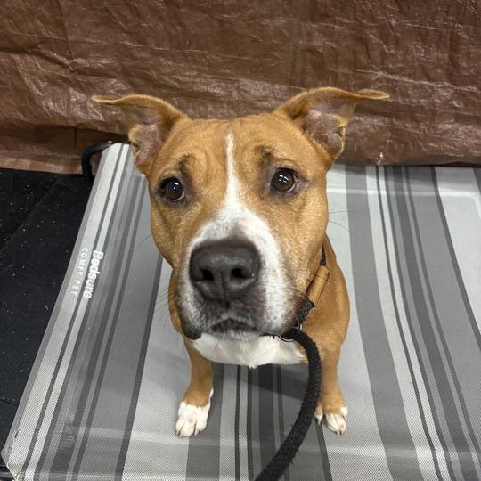 Turkey, a Adoptable mixed breed in Turlock, CA image 3/6