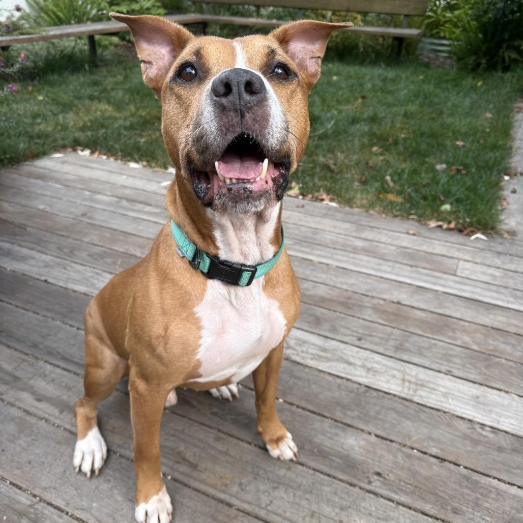Turkey, a Adoptable mixed breed in Turlock, CA image 3/6