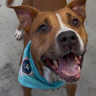 Turkey, a Adoptable mixed breed in Turlock, CA image 4/6