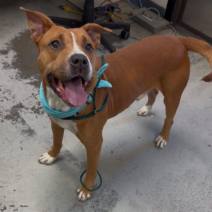 Turkey, a Adoptable mixed breed in Turlock, CA image 5/6