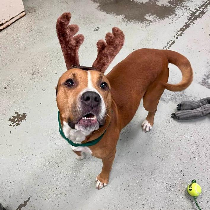 Turkey, a Adoptable mixed breed in Turlock, CA image 6/6