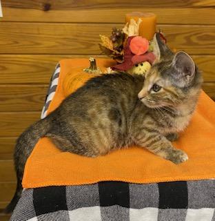 Sizzle - cute little tortie girl with beautiful markings