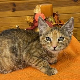 Sizzle - cute little tortie girl with beautiful markings