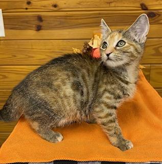 Sizzle - cute little tortie girl with beautiful markings
