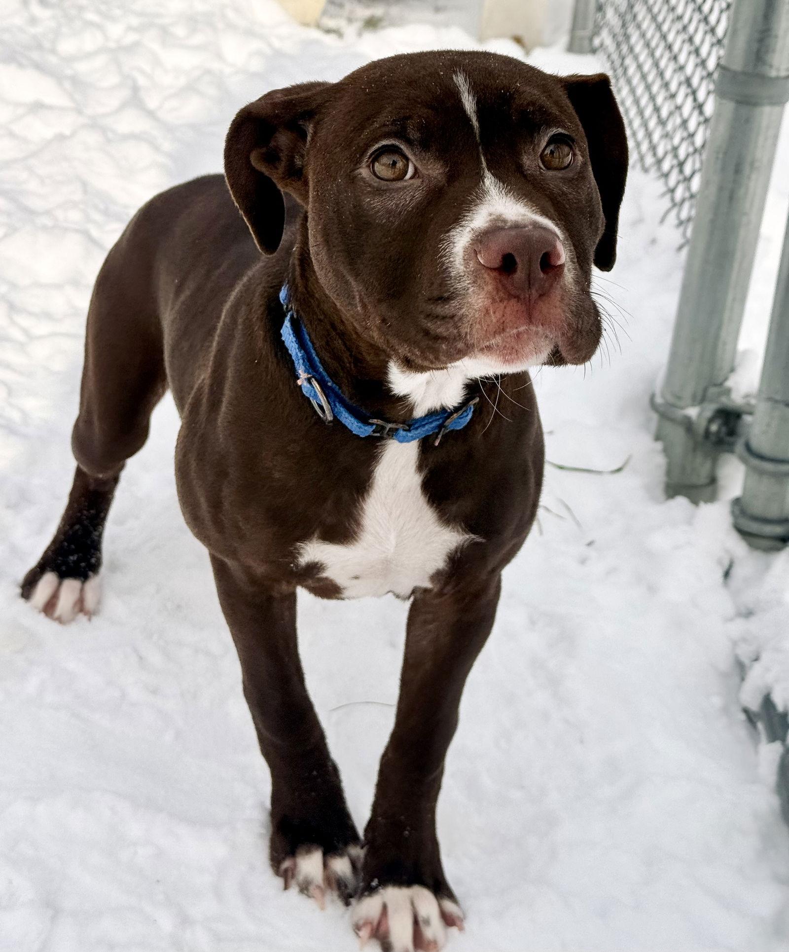 Bonnie, Adoptable, Puppy Female Pit Bull Terrier.