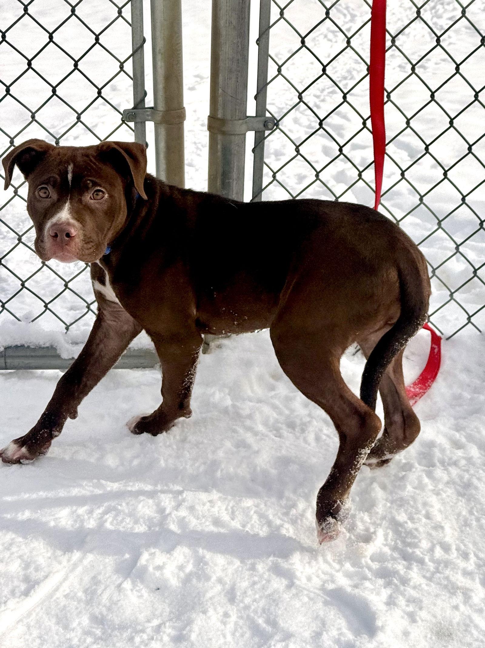 Bonnie, a Adoptable Pit Bull Terrier in Arlington, VT image 2/2