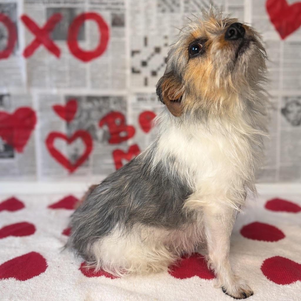 Petunia, an adopted Yorkshire Terrier in Lemont, IL image 1/2