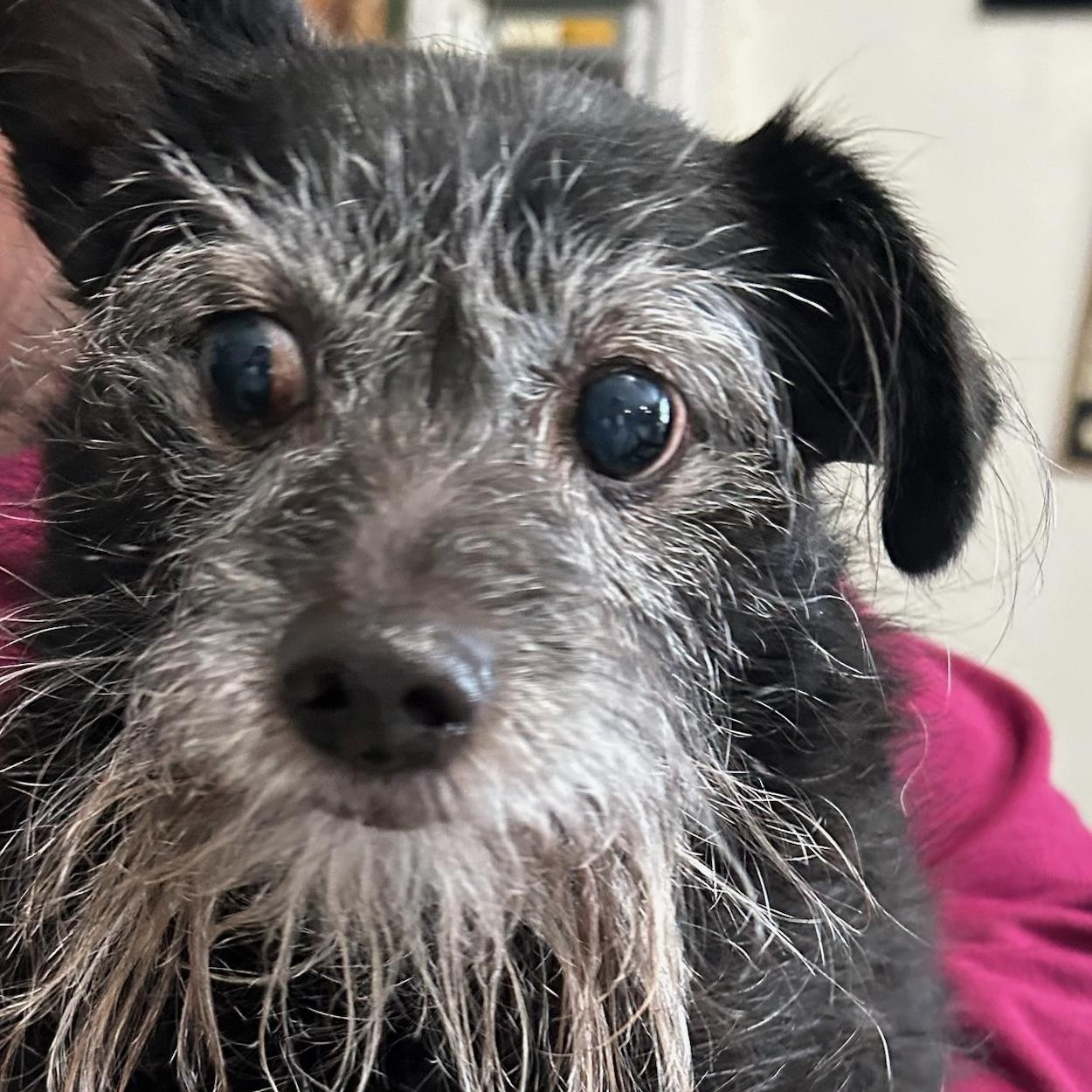 Enlarge Blazer, an adopted mixed breed in Traverse City, MI image 1/1