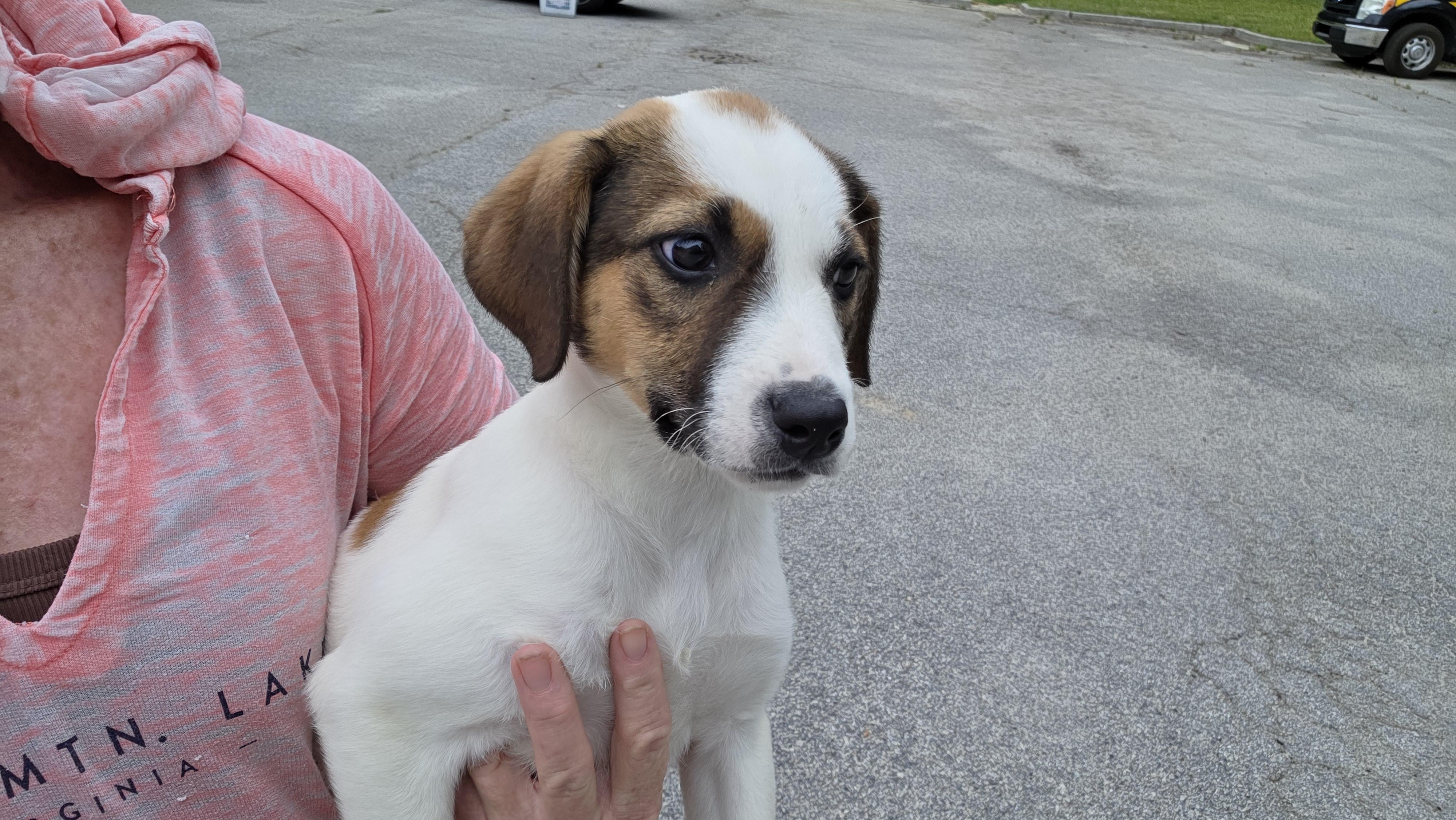 Enlarge Tulip, a ADOPTABLE Mixed Breed in Sumter, SC image 2/2
