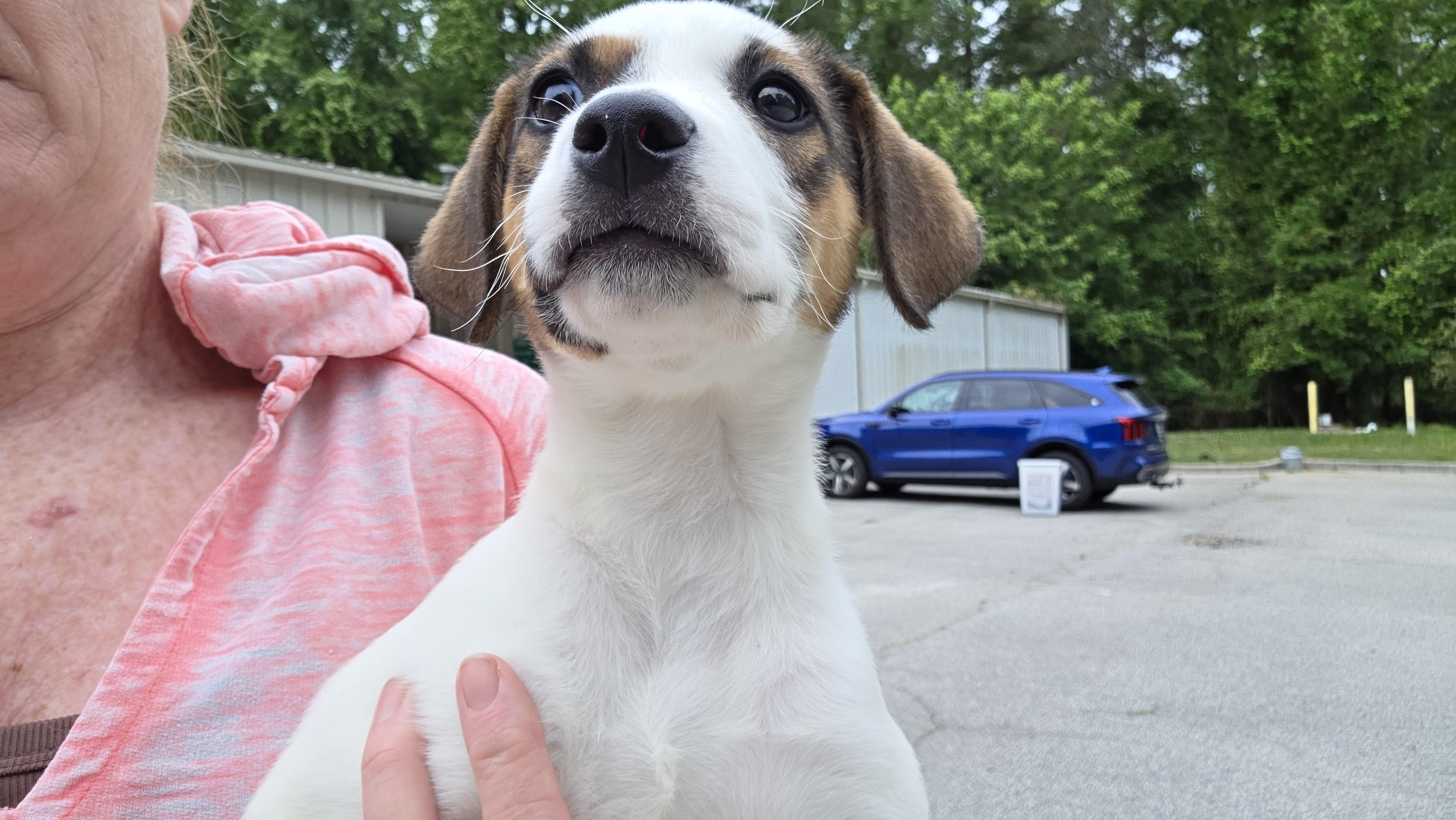 Tulip, ADOPTABLE, Young Female Mixed Breed.