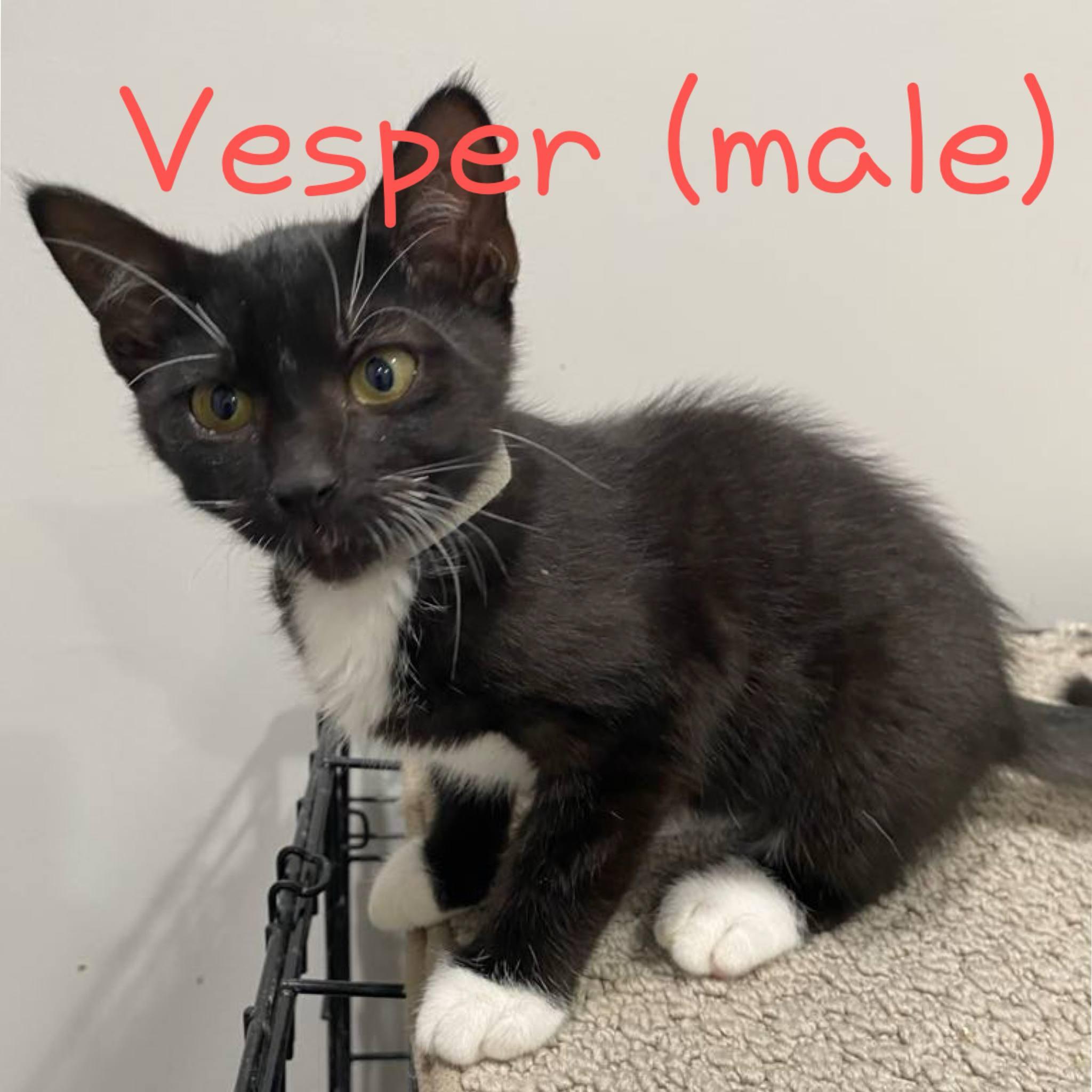 Vesper