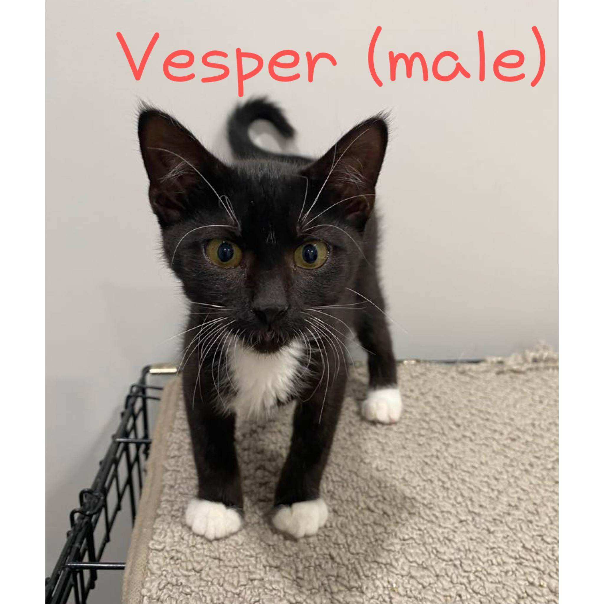 Vesper
