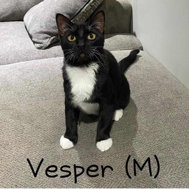Vesper
