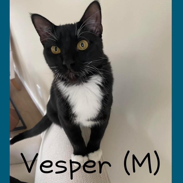 Vesper