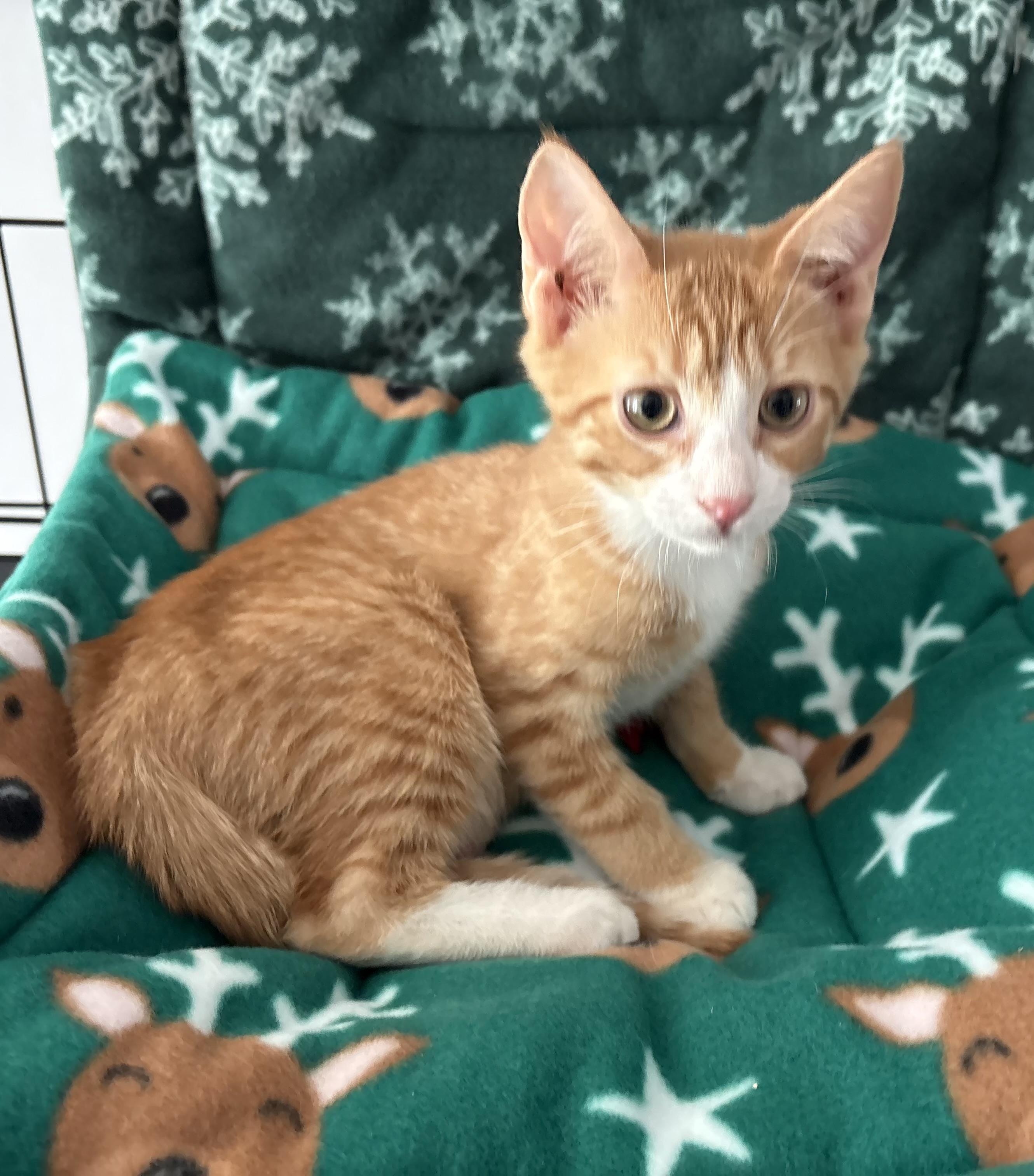 Toddy, ADOPTABLE, Kitten Male Tabby.