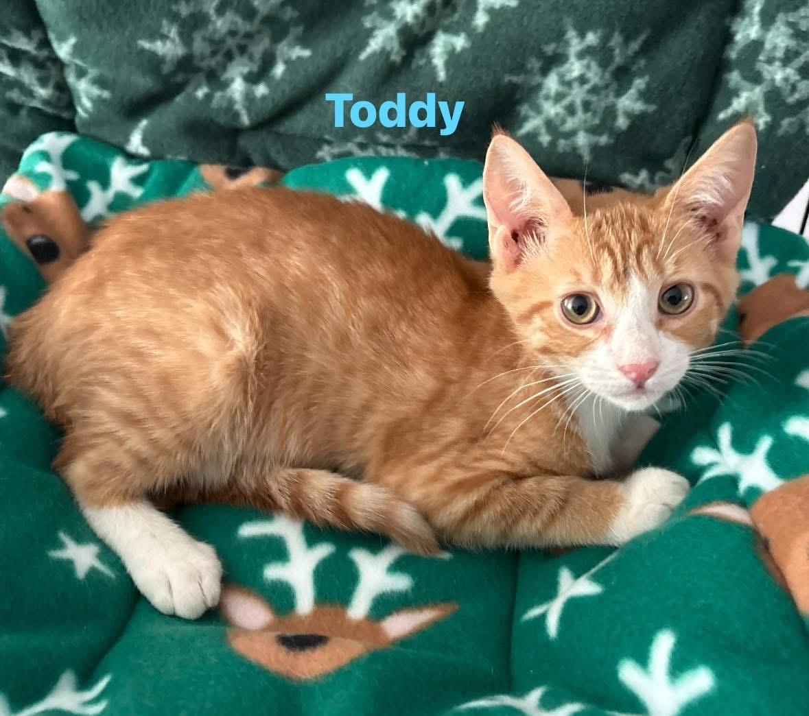 Enlarge Toddy, a ADOPTABLE Tabby in Seaford, NY image 2/3