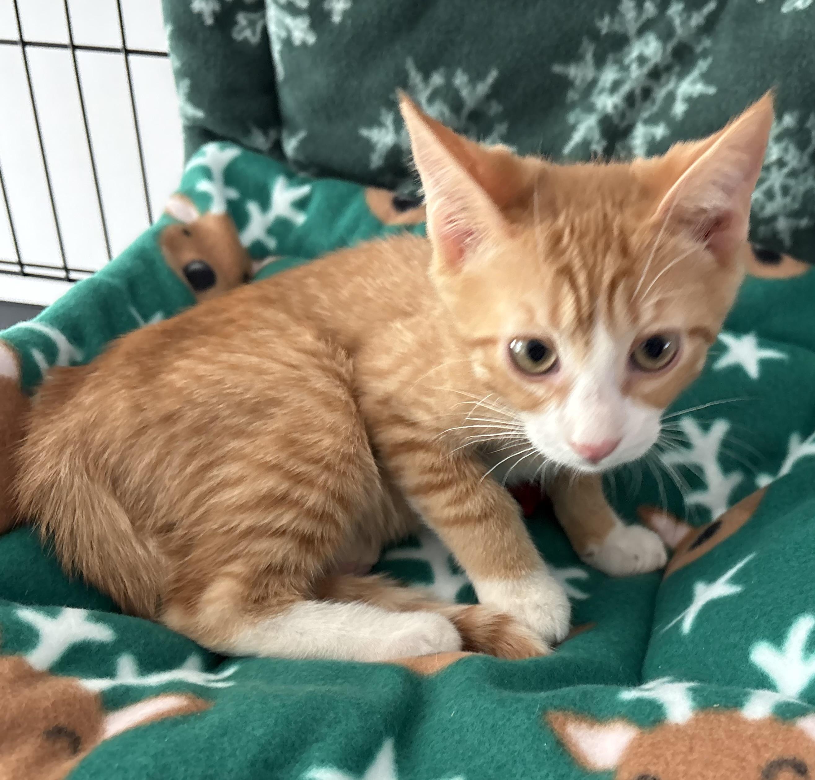 Enlarge Toddy, a ADOPTABLE Tabby in Seaford, NY image 3/3