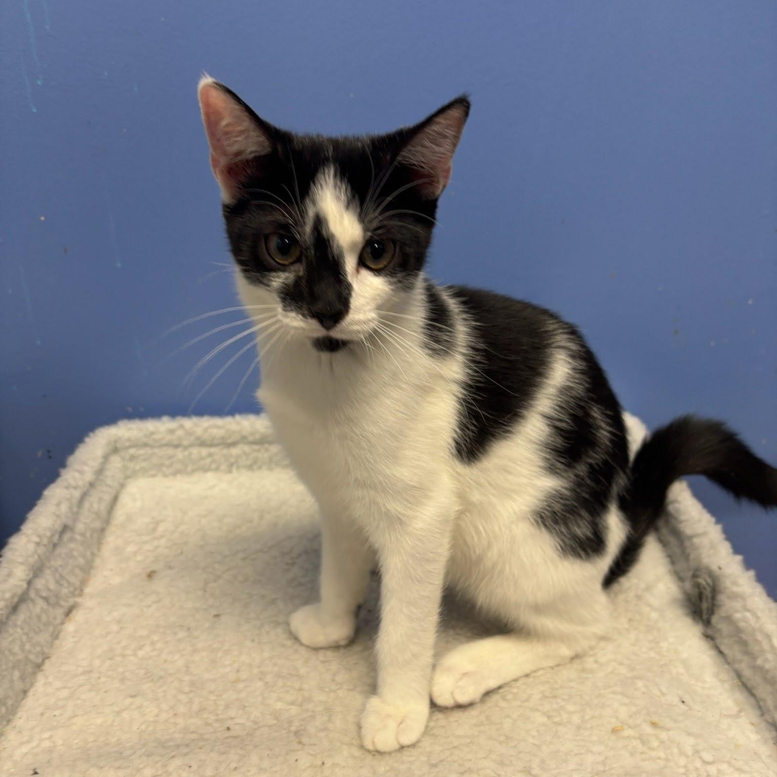 Enlarge Mimi, a Adoptable Domestic Short Hair in West Orange, NJ image 2/3