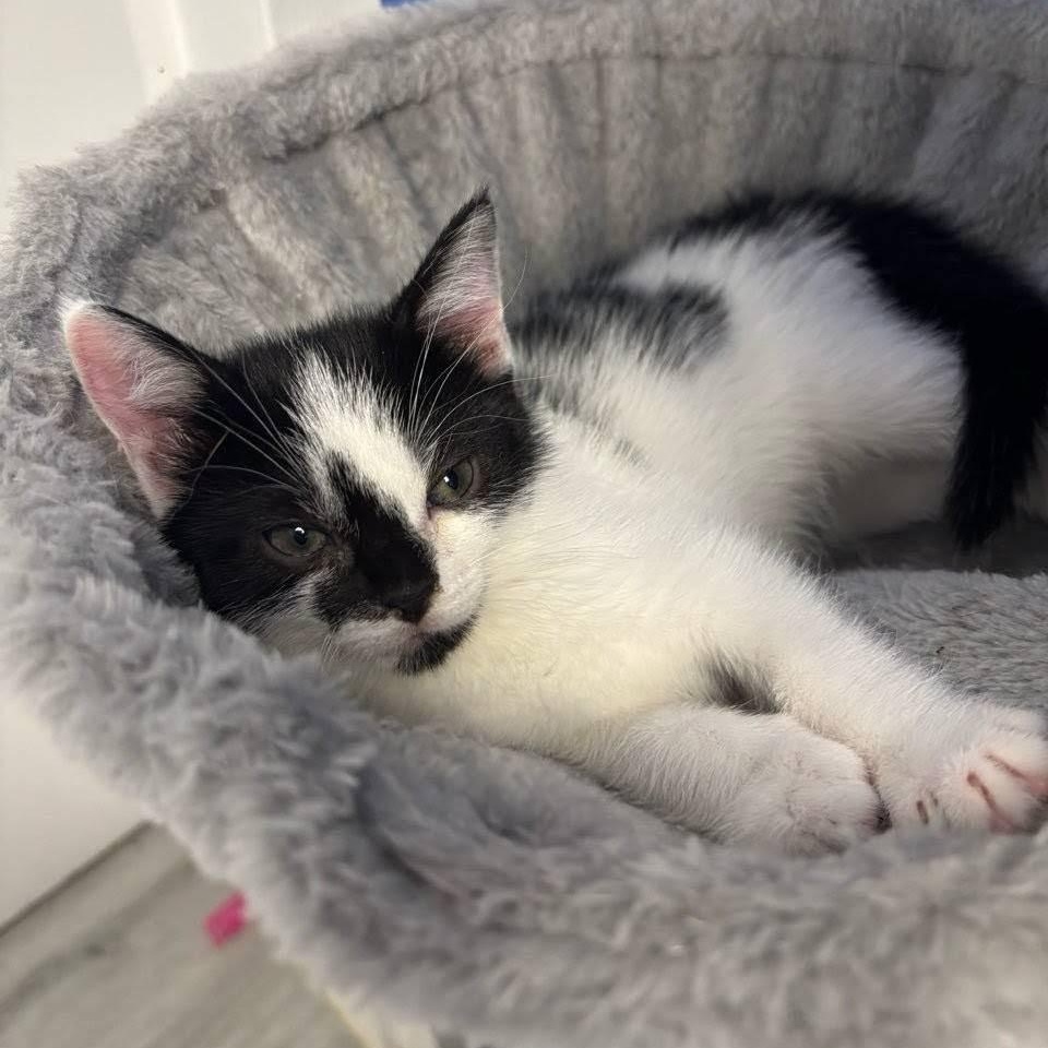 Enlarge Mimi, a Adoptable Domestic Short Hair in West Orange, NJ image 3/3