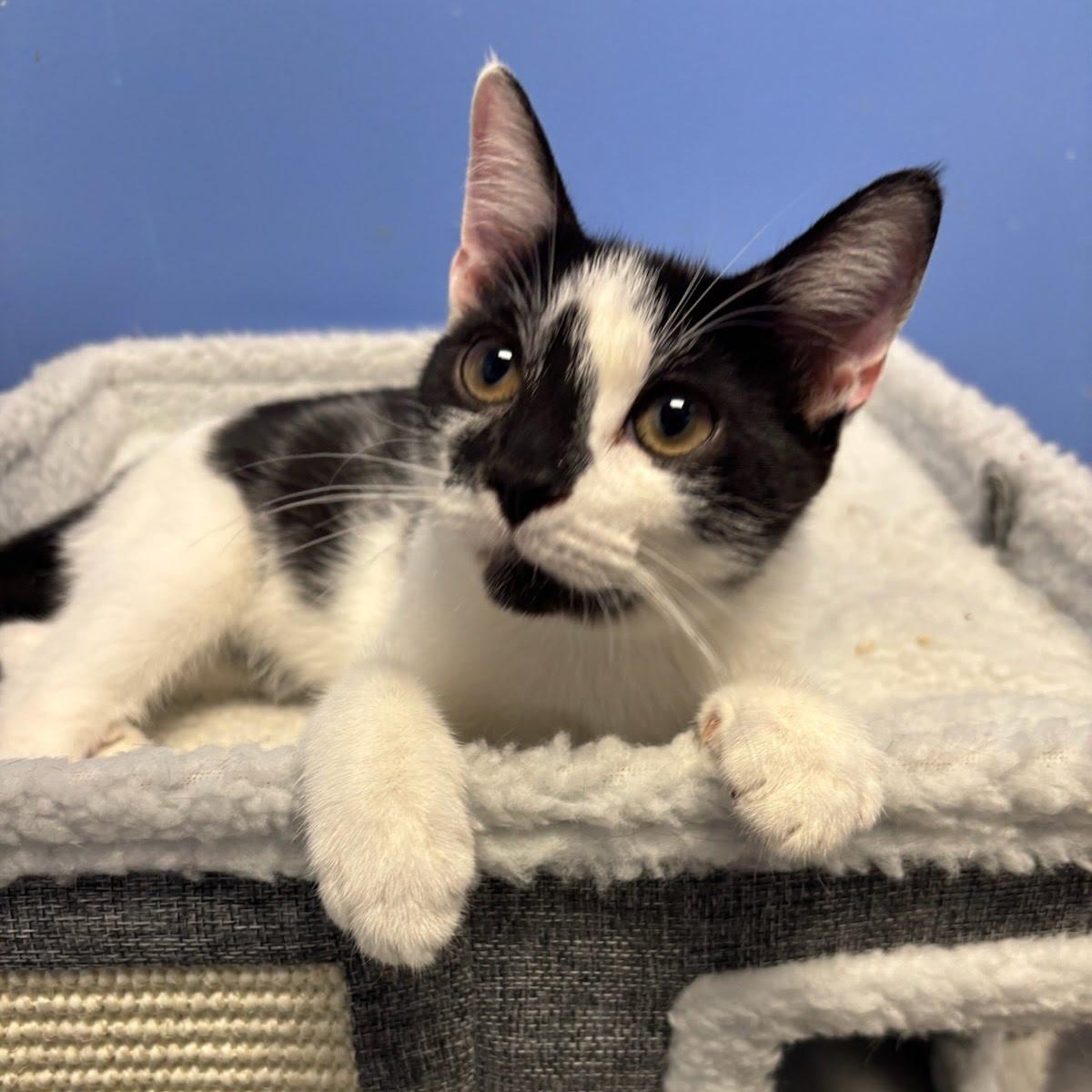 Mimi, Adoptable, Kitten Female Domestic Short Hair.