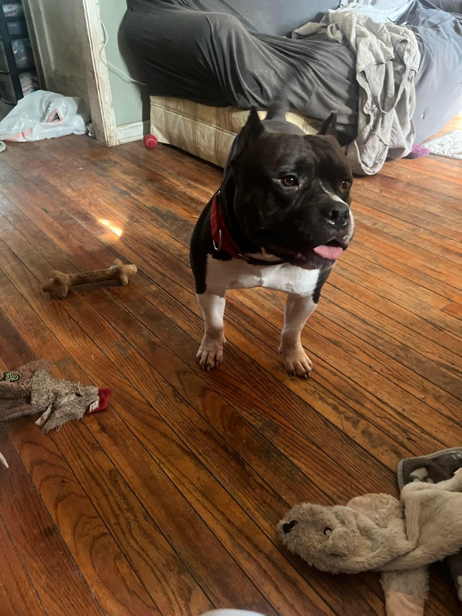 Meatball, a Adoptable mixed breed in INDIANAPOLIS, IN image 5/5