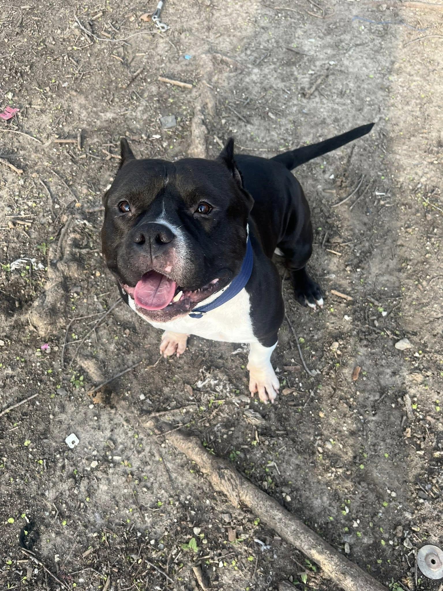 Meatball, Adoptable, Young Male American Staffordshire Terrier.