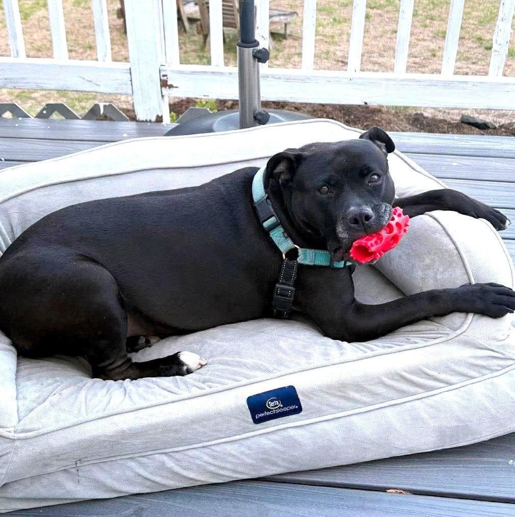 Spooky, Adoptable, Young Female Pit Bull Terrier.