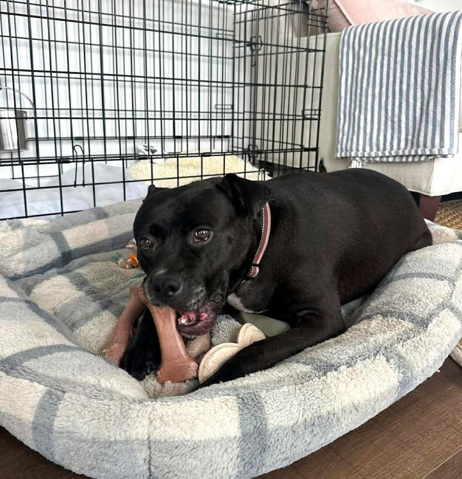 Enlarge Spooky, a Adoptable Pit Bull Terrier in Rockville, MD image 2/3